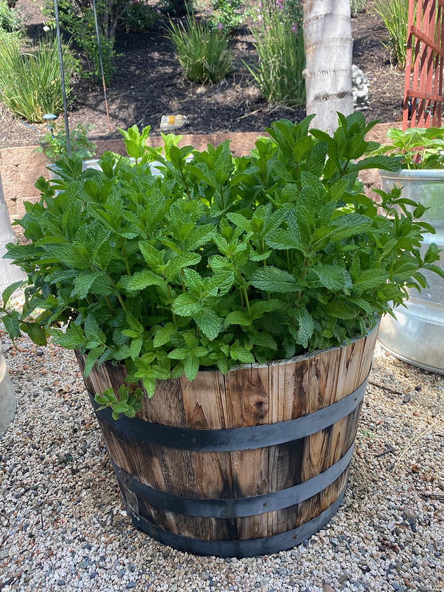Shot of large green plants shooting out of barreled planter.