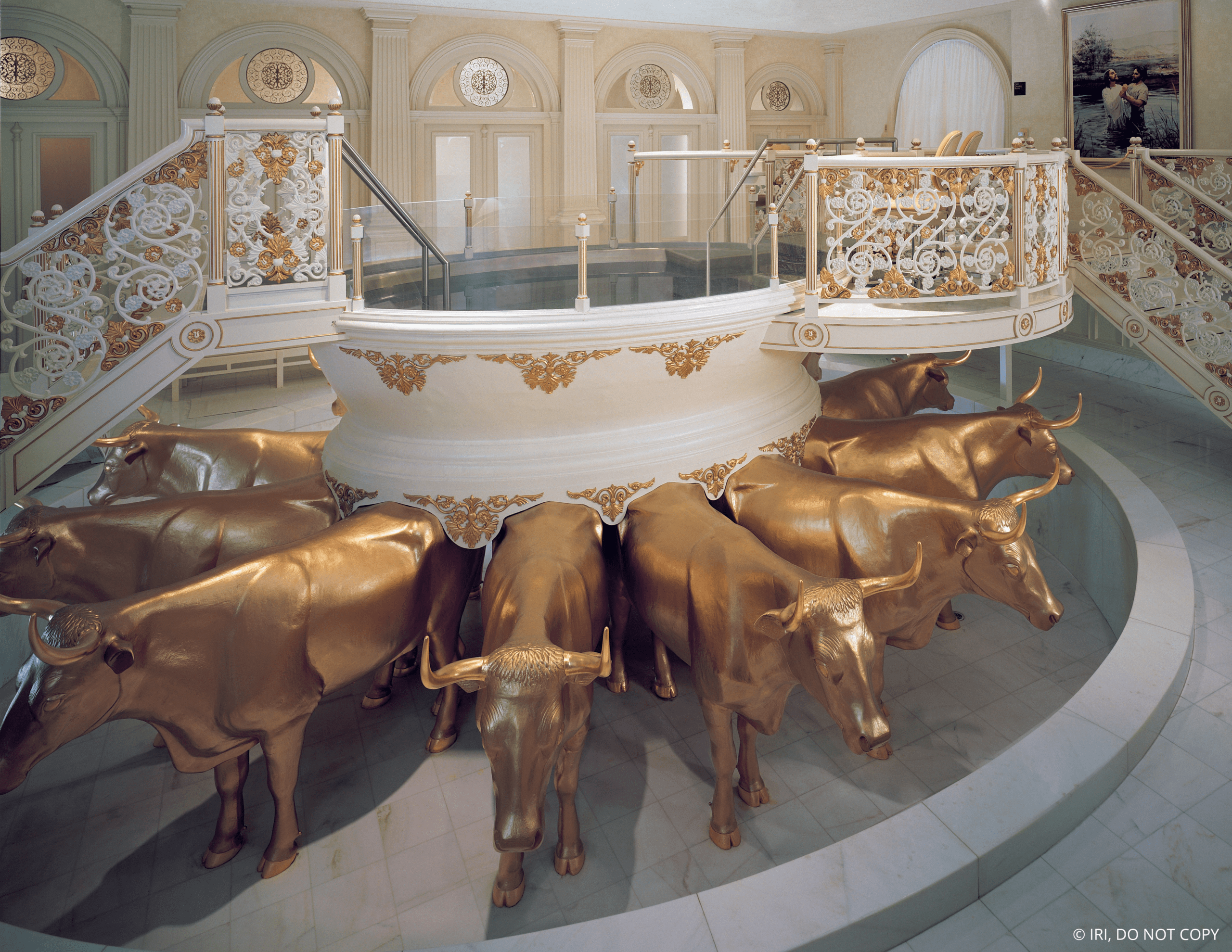 oxen
