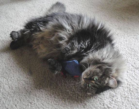 Catnip