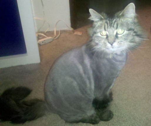 Lion Cut Week 1
