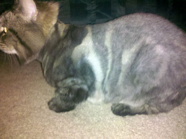 Lion cut 10-day 2