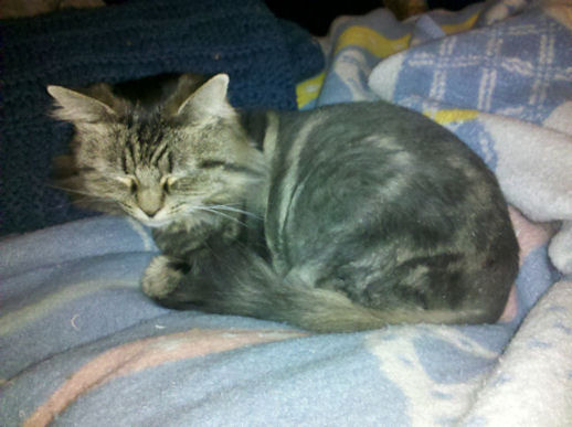 Lion cut 2 weeks