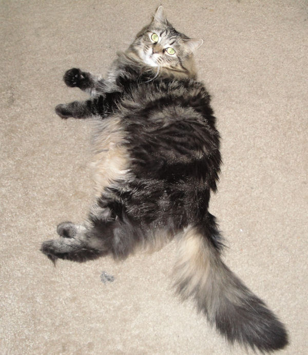 Carpet
