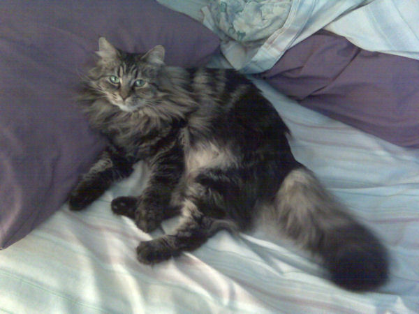 Pillow
