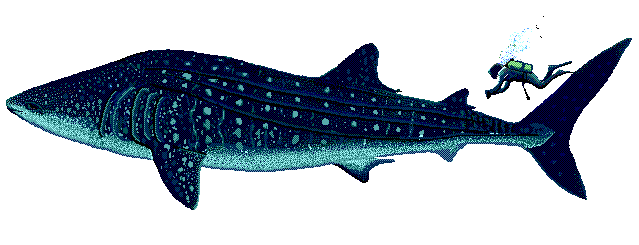 Hari Hiu Paus Sedunia / International Whale Shark Day