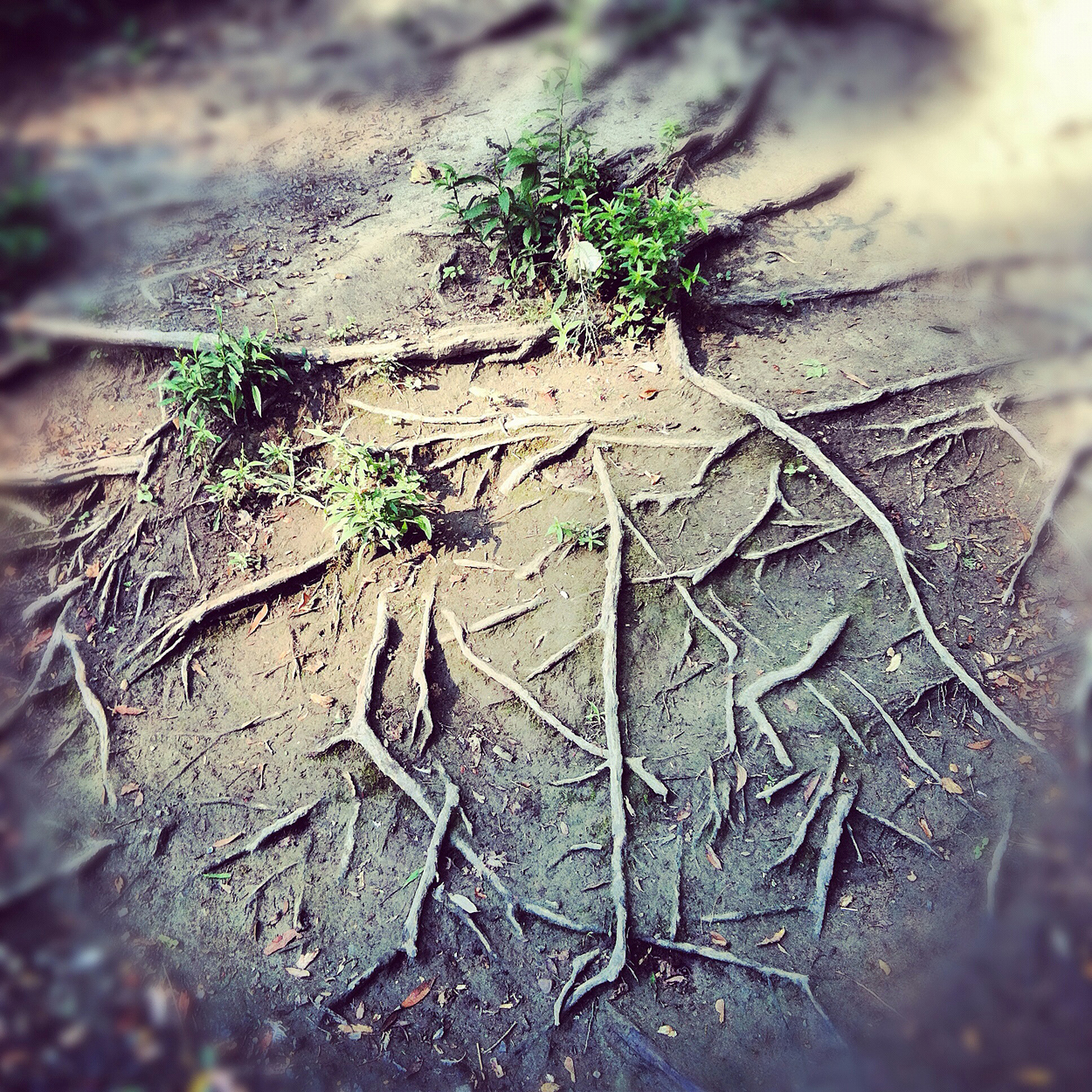 Her Skill is Forgetting