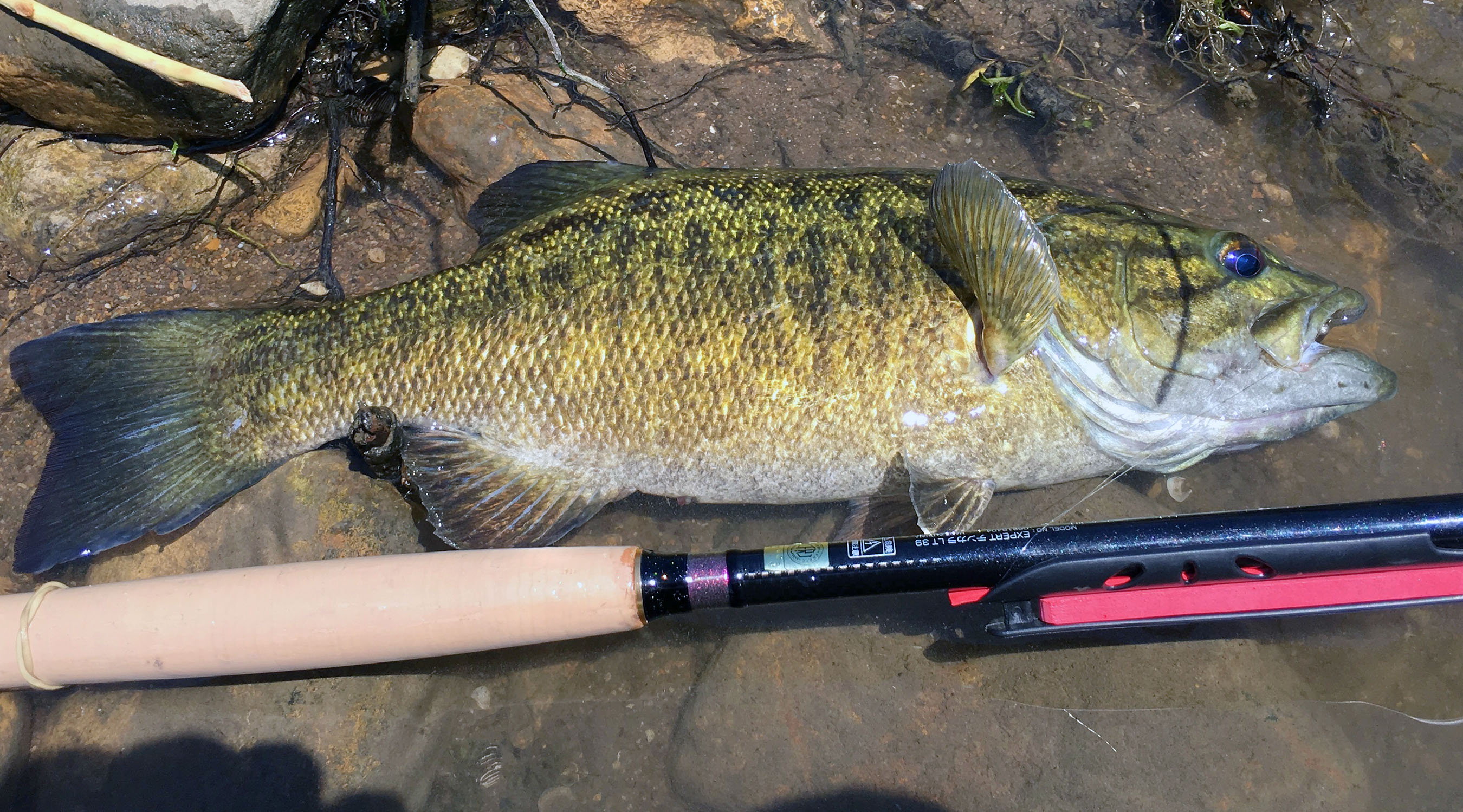 Fixed-Line Fly Fishing for Smallmouth Bass: A Marvelous Fish for the  Tenkara Rod!