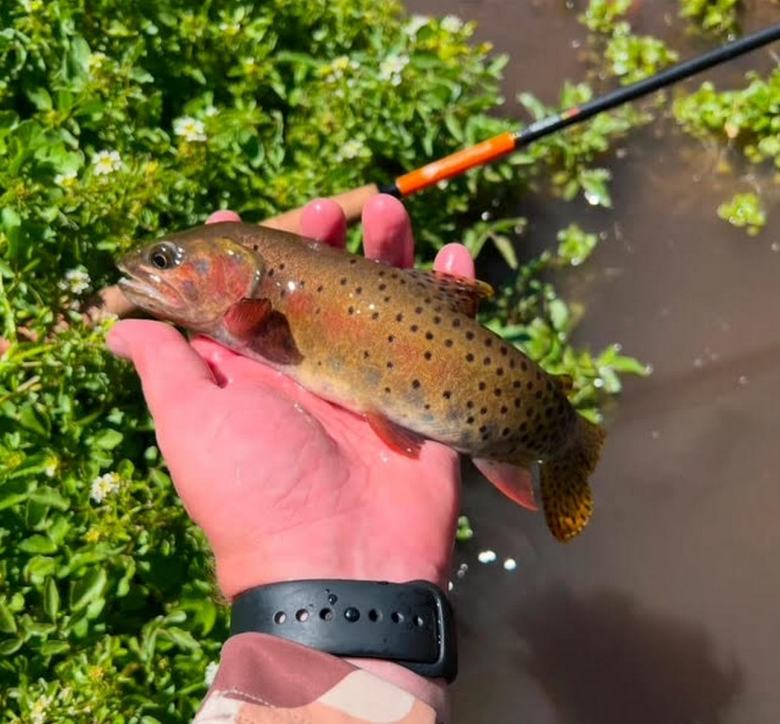 Ol' Reliable - Tenkara Angler - Mizuchi 1