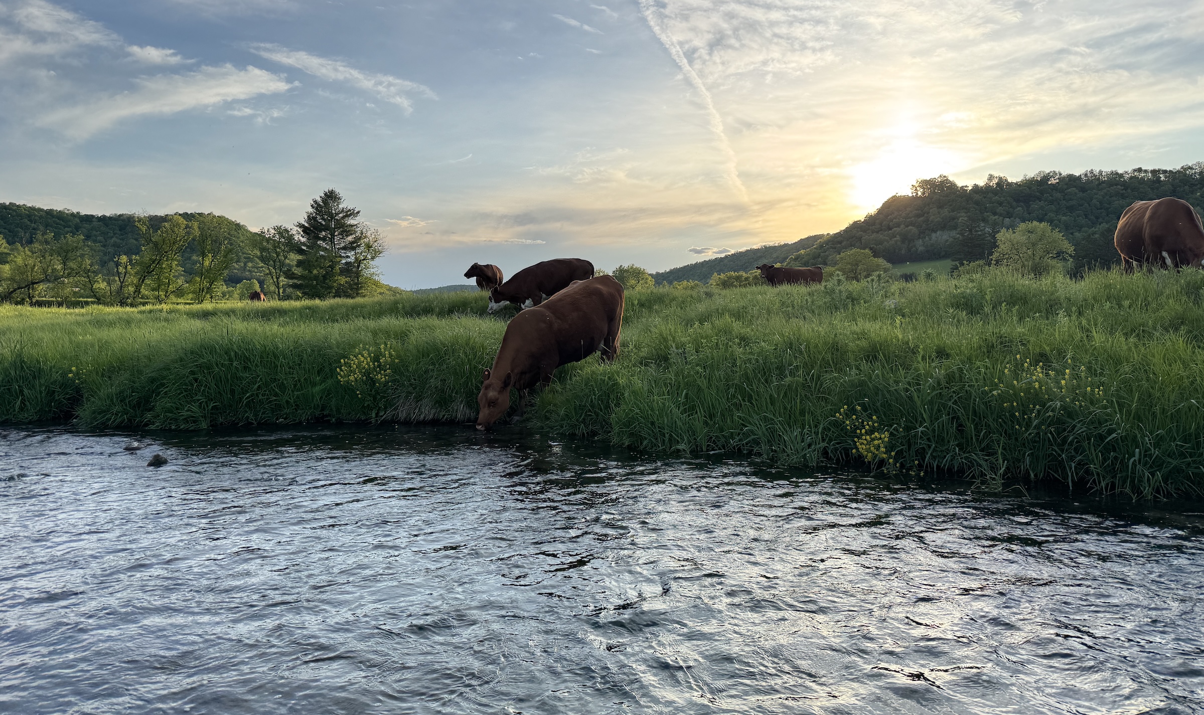 Odds & Ends and the IceWING zx390 | Tenkara Angler