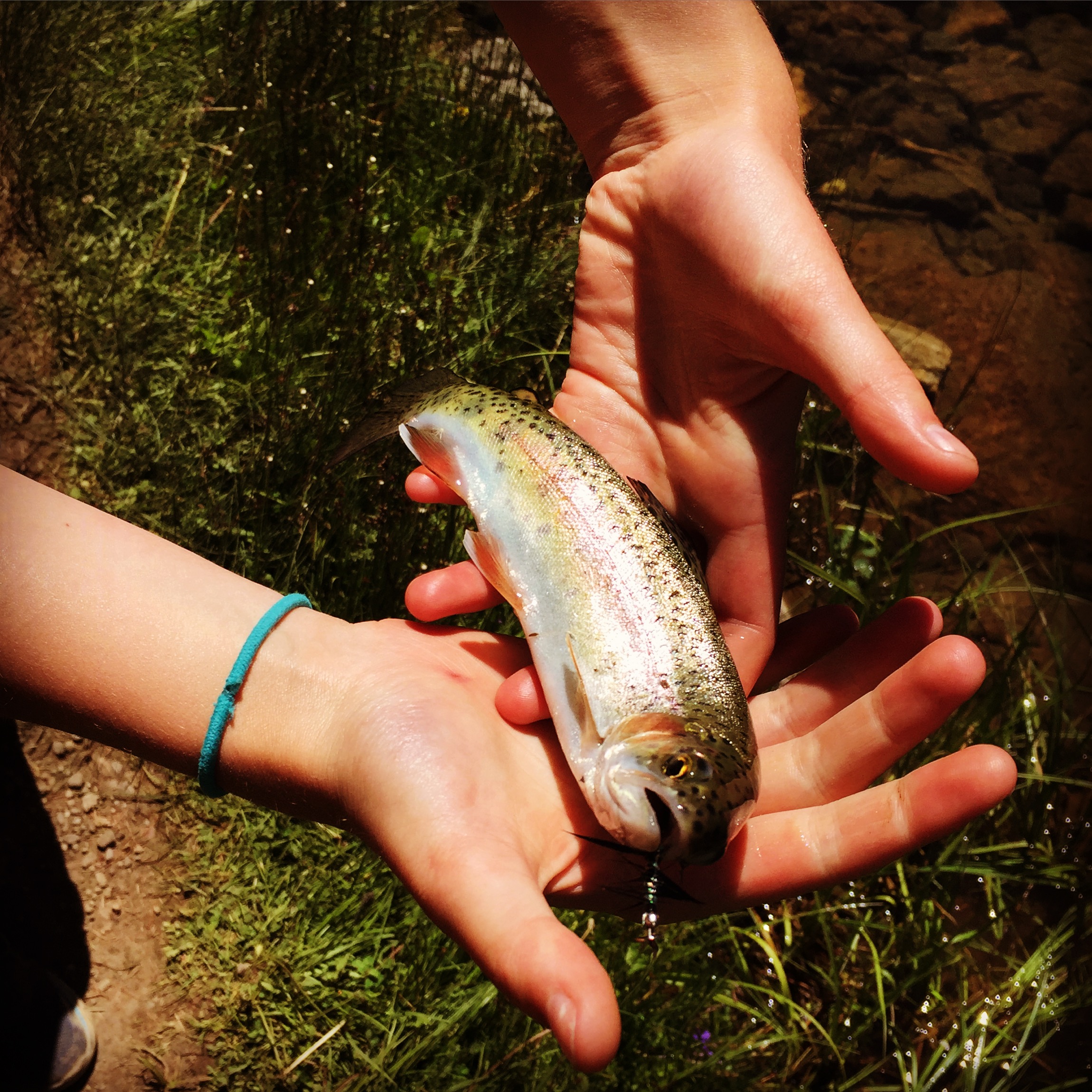 Pretty little rainbow.