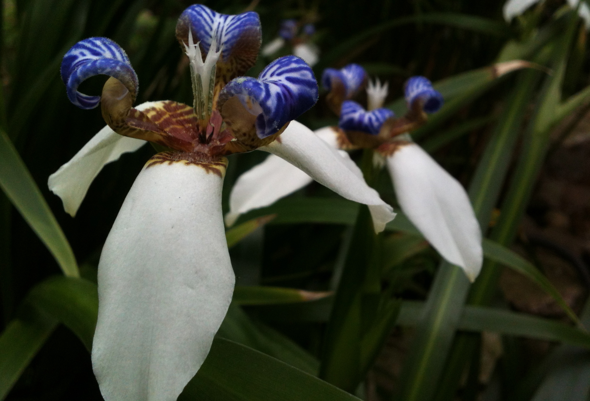 No i didn't miss a butterfly here, just a nice shot of the flowers.