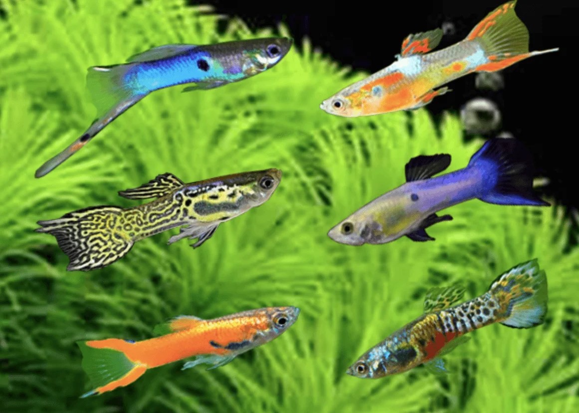 √ 10 jenis ikan gapi yang populer
