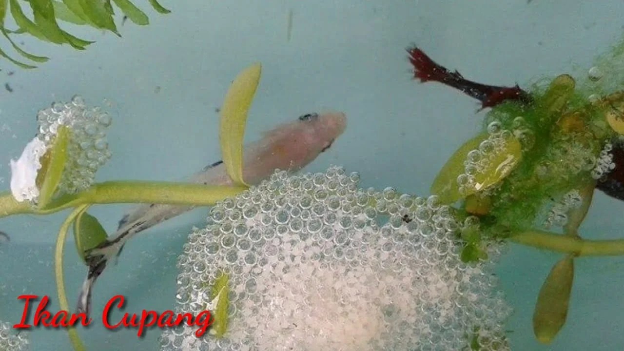√ mengenal lebih dalam telur ikan cupang dalam beternak
