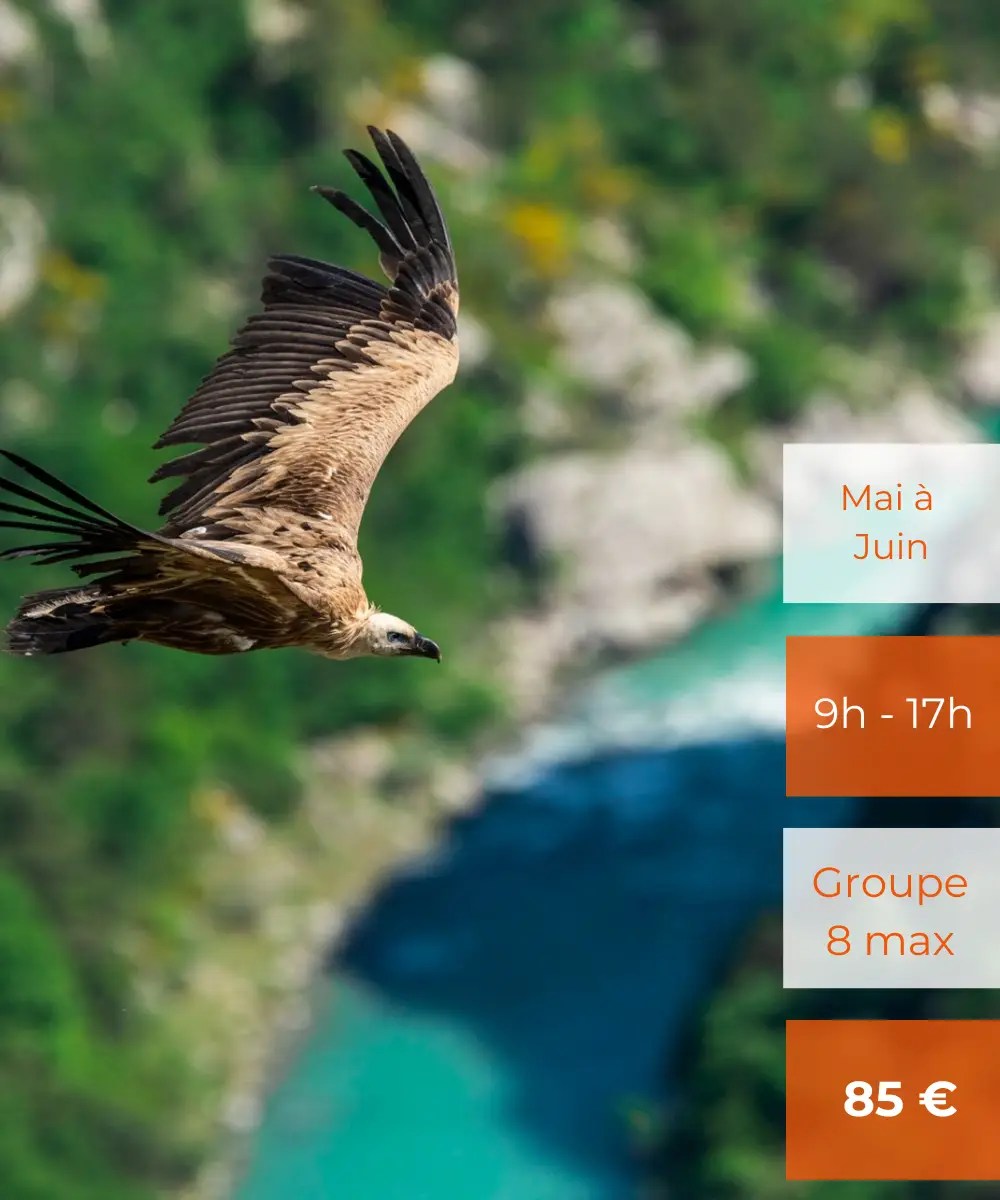 Prix Vautours