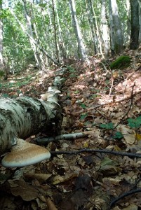 Sur un bouleau : Piptoporus betulinus. Sur un bouleau : Piptoporus betulinus.