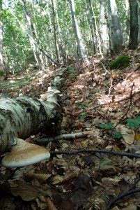 Sur un bouleau : Piptoporus betulinus.