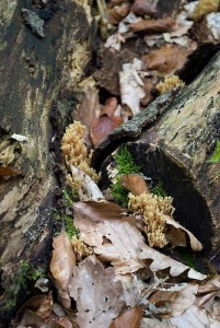 Ramaria sp. Ramaria sp.