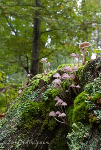 Une colonie de champignons esthétiques