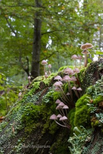 Une colonie de champignons esthétiques