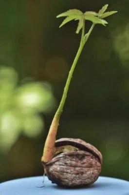 How To Planting Walnut Trees in Easy 6 Steps