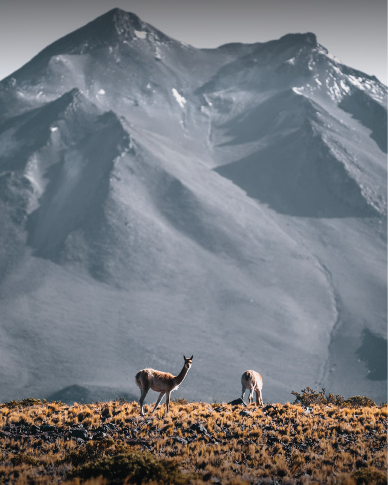 Vicuña atacameña
