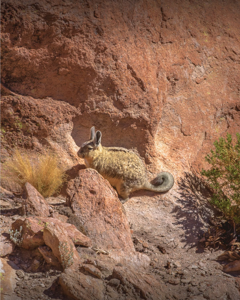 Fauna atacameña- Vizcacha