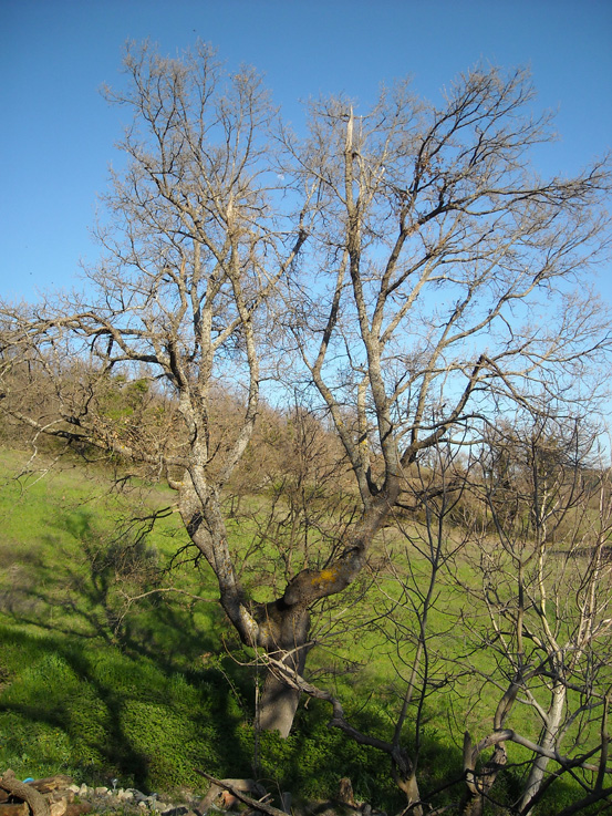 Quercia secolare