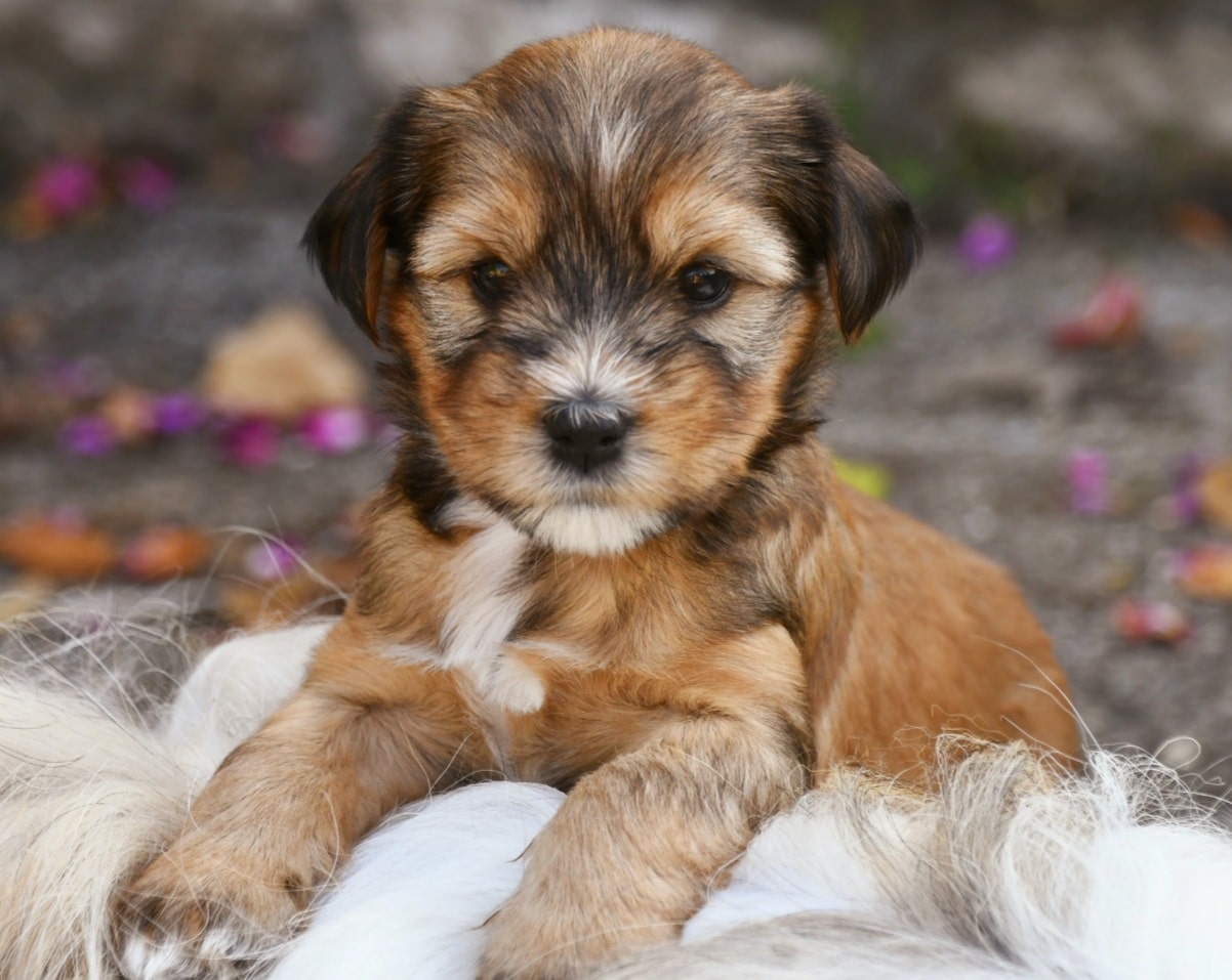 Le chiot terrier du tibet présente tous les avantages d'un excellent chien d'agrément. Terriers du Tibet à vendre - Terriers du Tibet