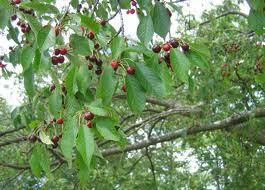 Wild Cherry Tree The Name Wild Cherry Tree Refers To A Number Of Species In The Genus Prunus Some Of The Mo Edible Wild Plants Black Cherry Tree Wild Edibles