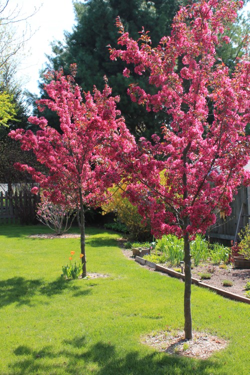 redtrees