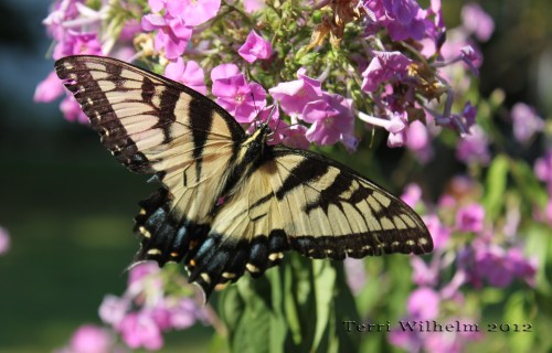 tiger swallowtail butterfly in my yard