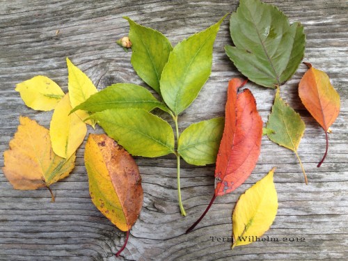 leaf combing