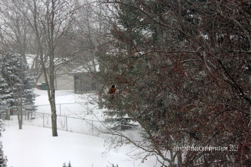 First Robin Sighting 2013
