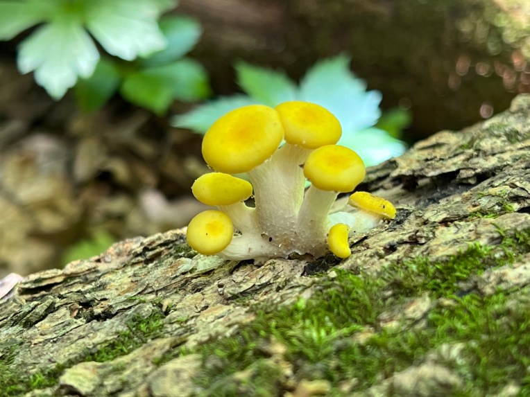 mushrooms by Terri Wilhelm