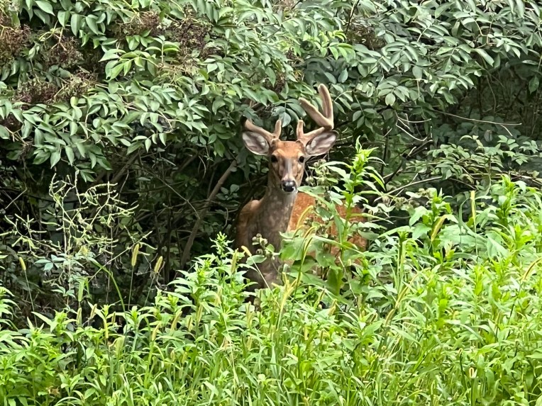 Whitetail Deer by Terri Wilhelm