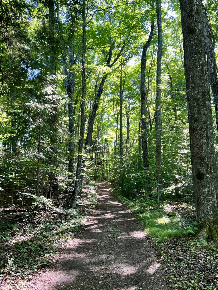 Hiking trail by Terri Wilhelm
