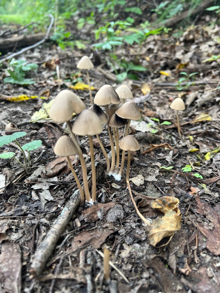 Fall mushrooms by Terri Wilhelm