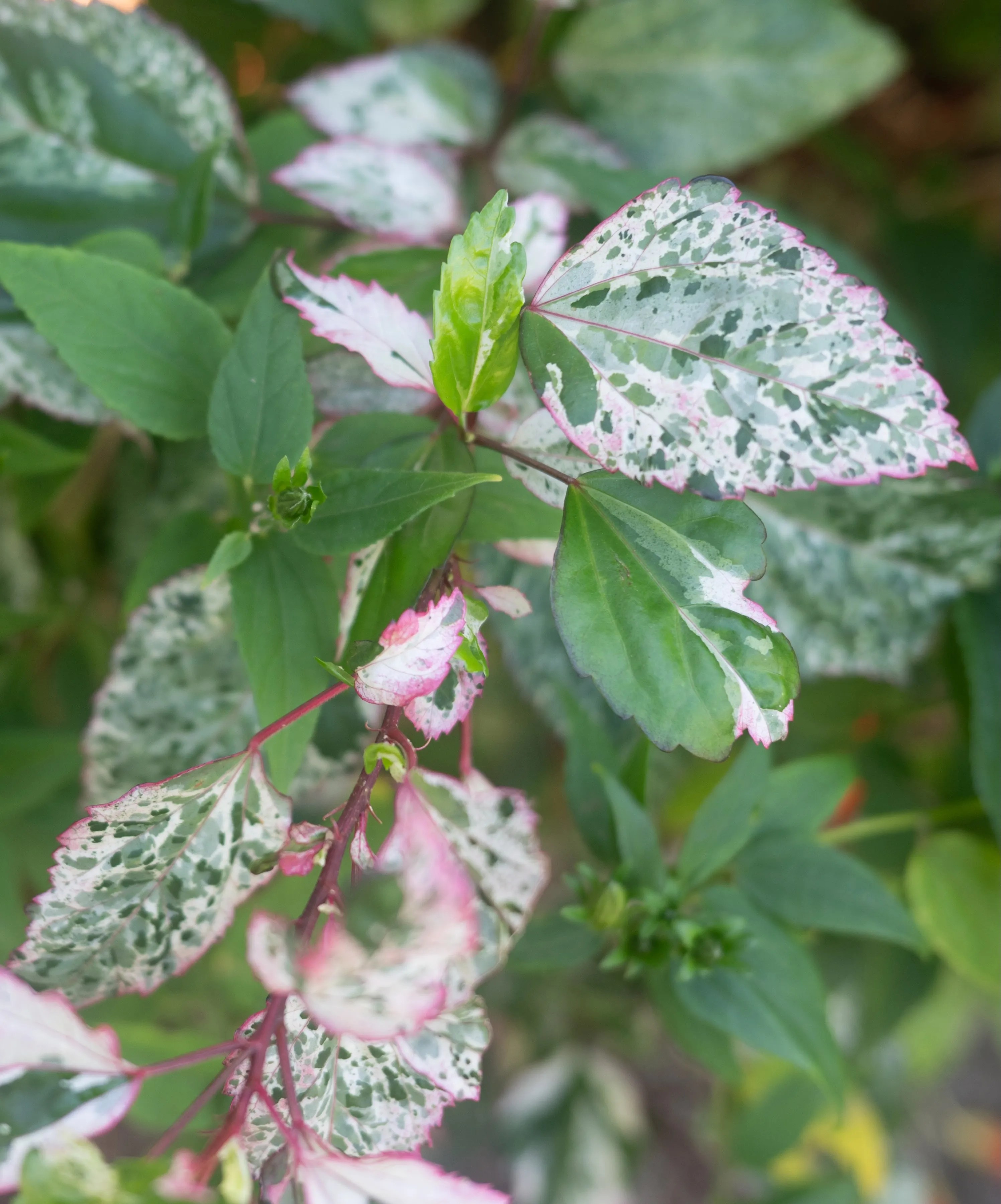Green, white, and pink leaves