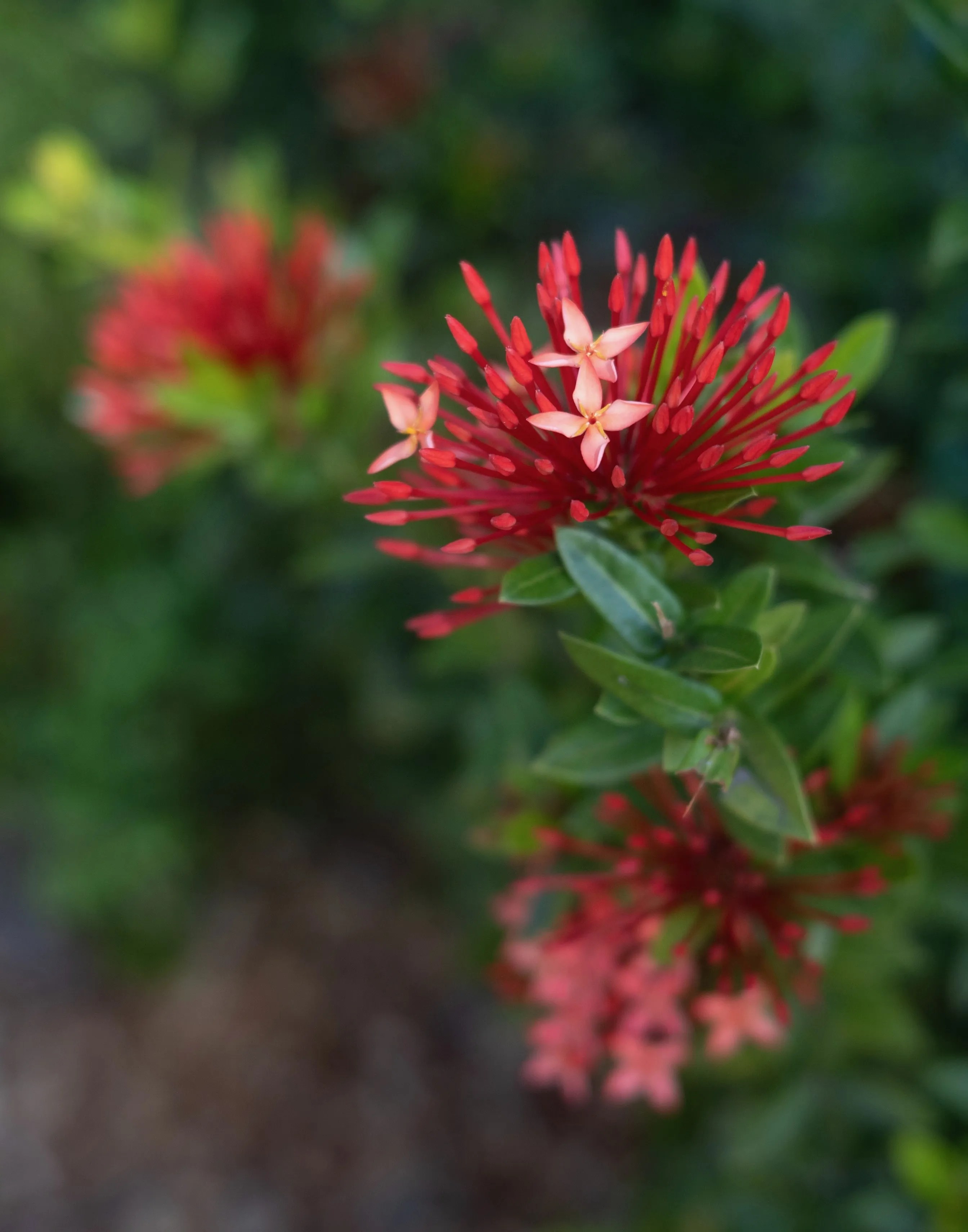 Red spiky flowers