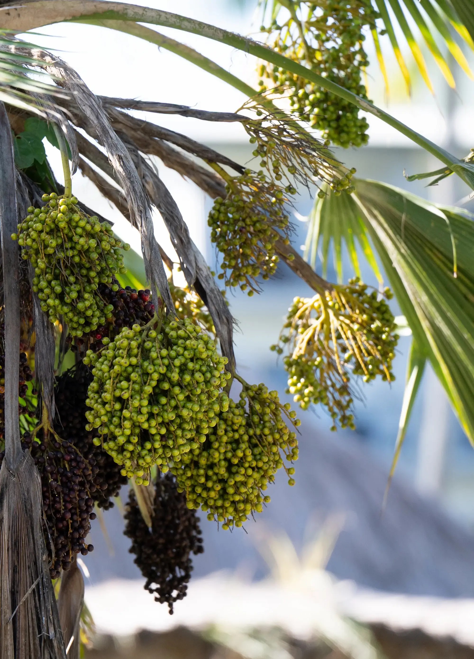 Berries in a palm tree