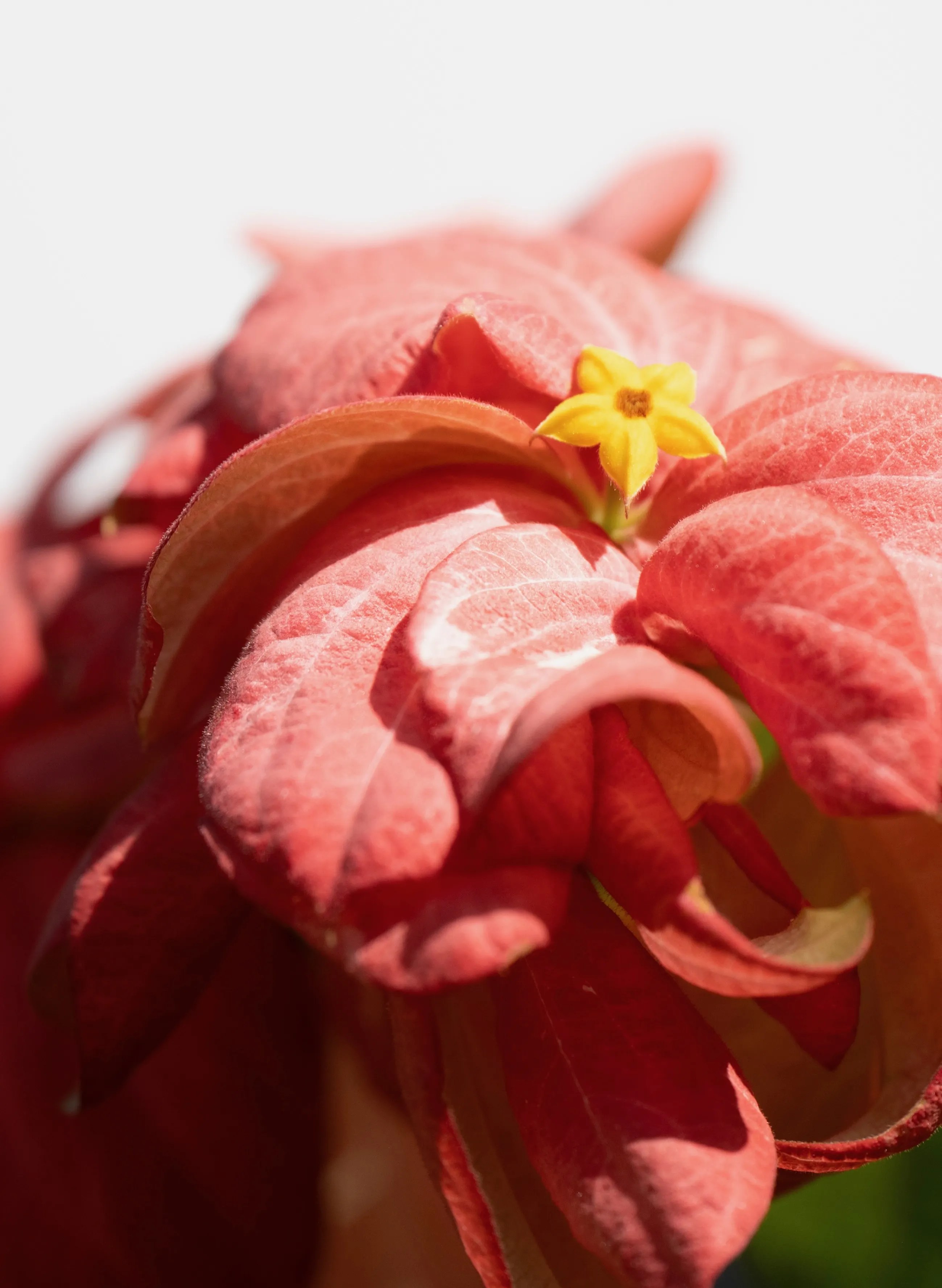 A yellow flower amidst red leaves