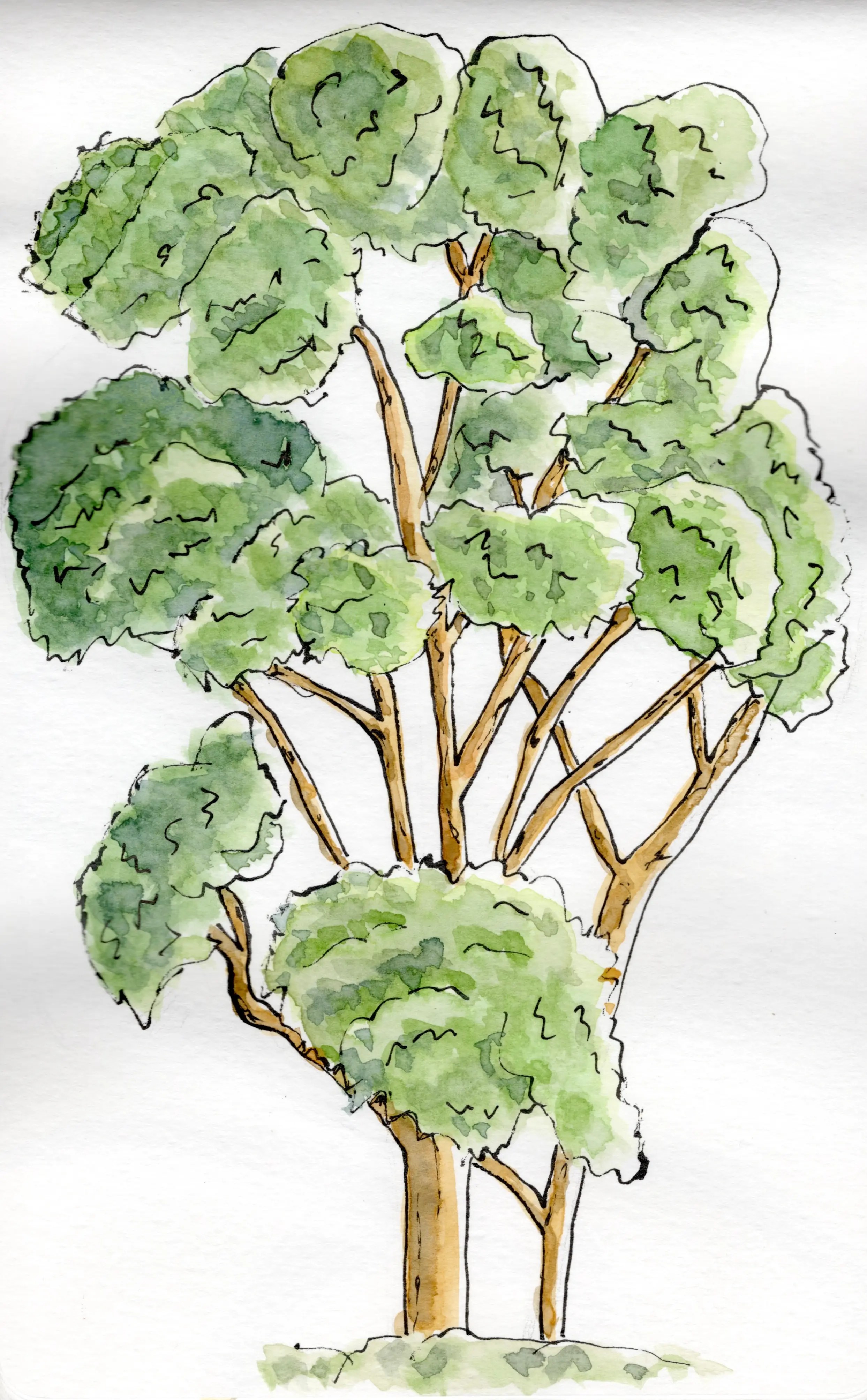 An ink and watercolour sketch of a Eucalyptus tree