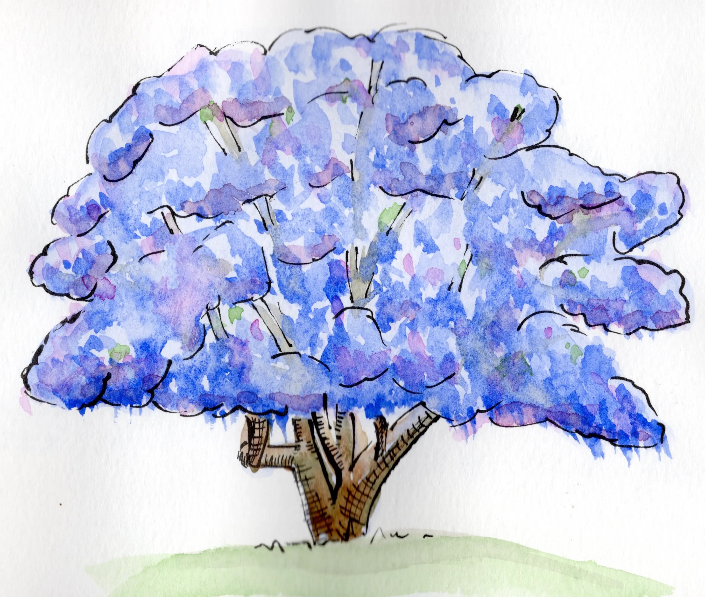An ink and watercolour sketch of a jacaranda tree