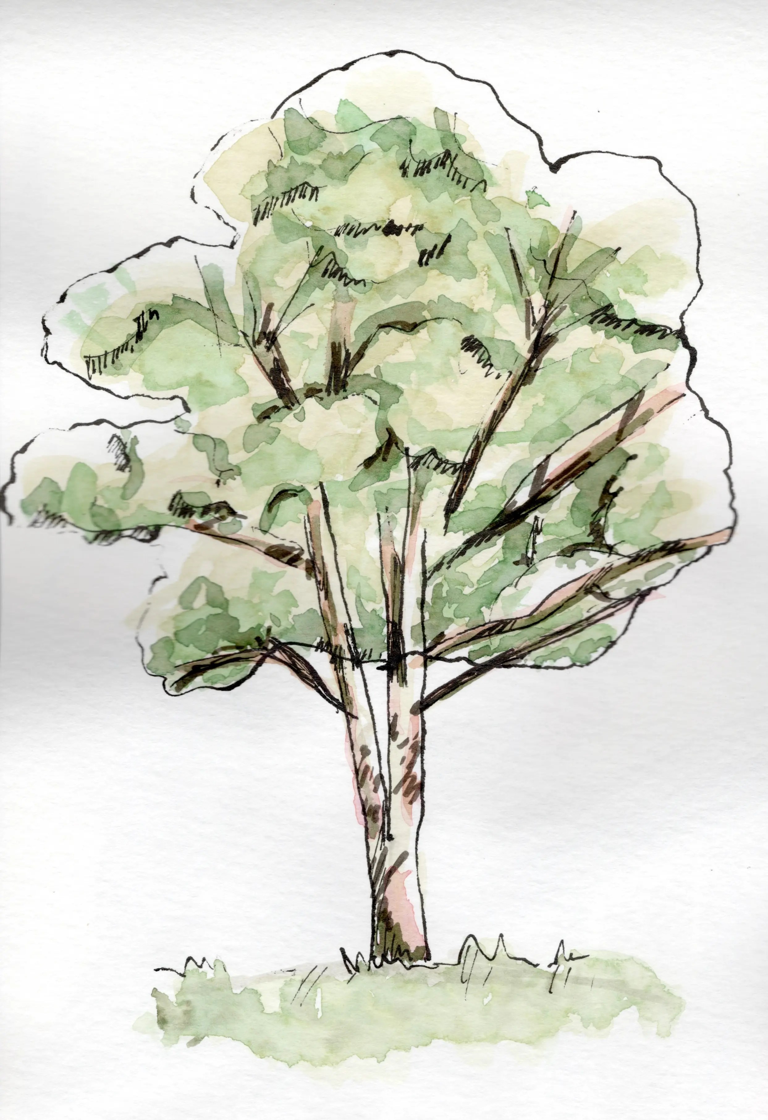 An ink and watercolour sketch of a Eucalyptus tree