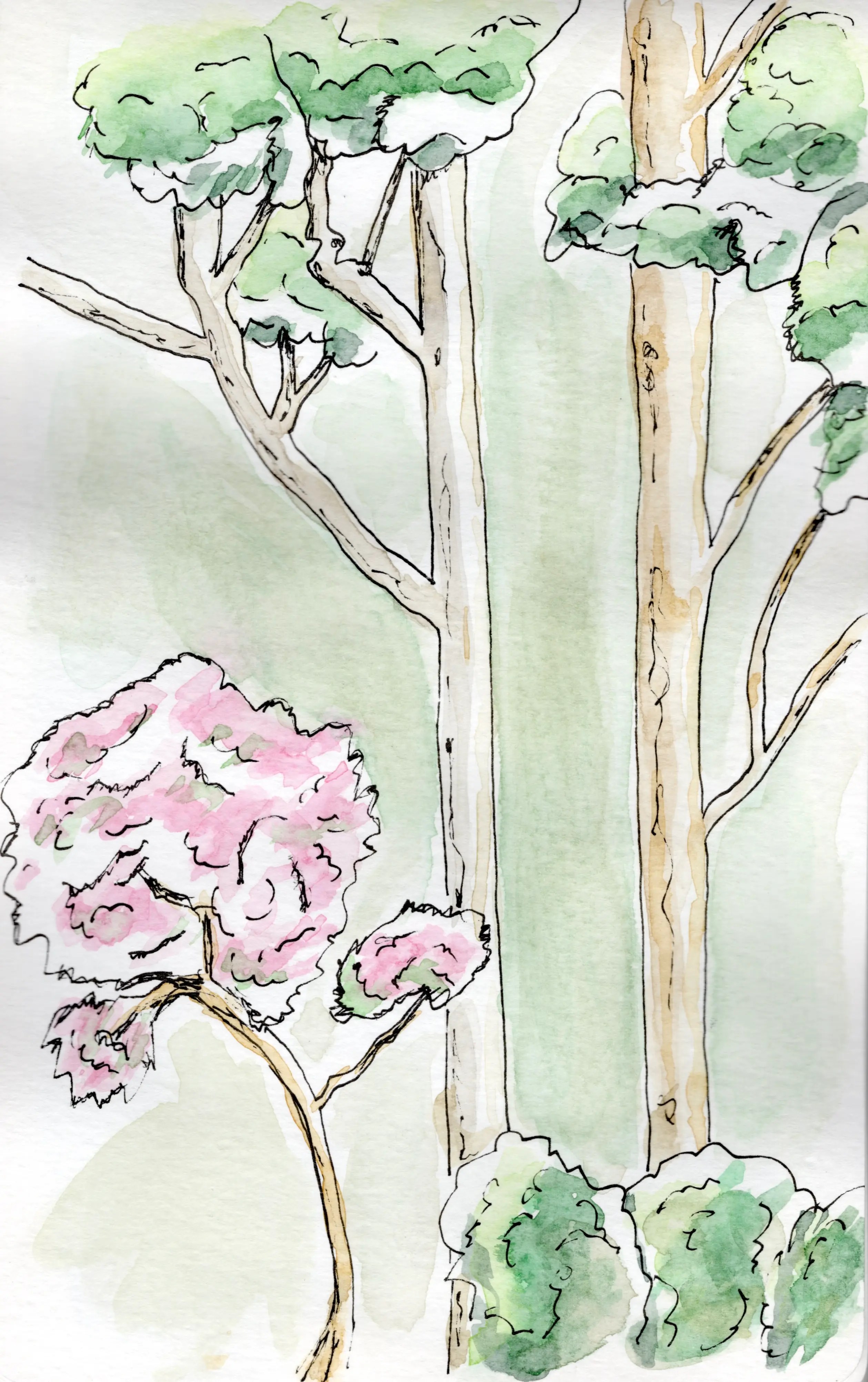 An ink and watercolour sketch of Eucalyptus and jacaranda trees