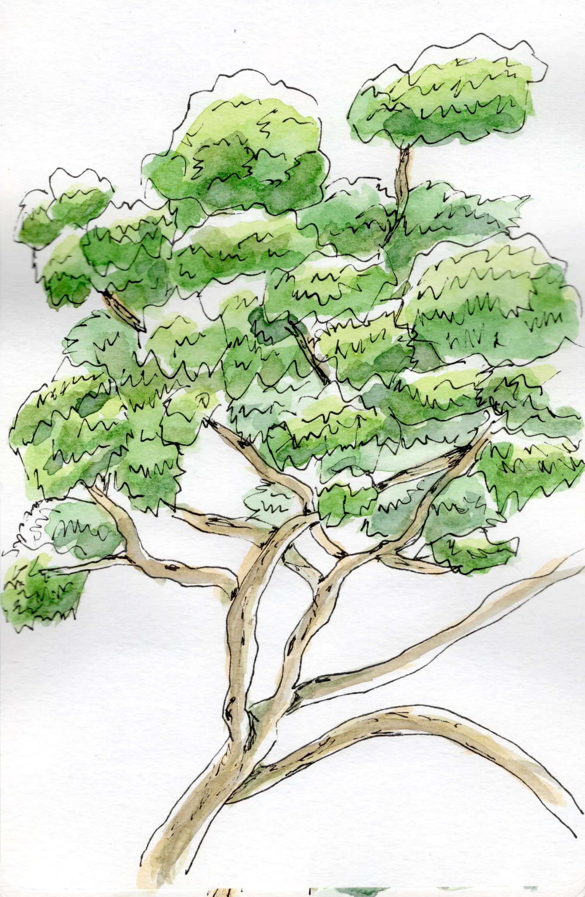 An ink and watercolour sketch of a Eucalyptus tree