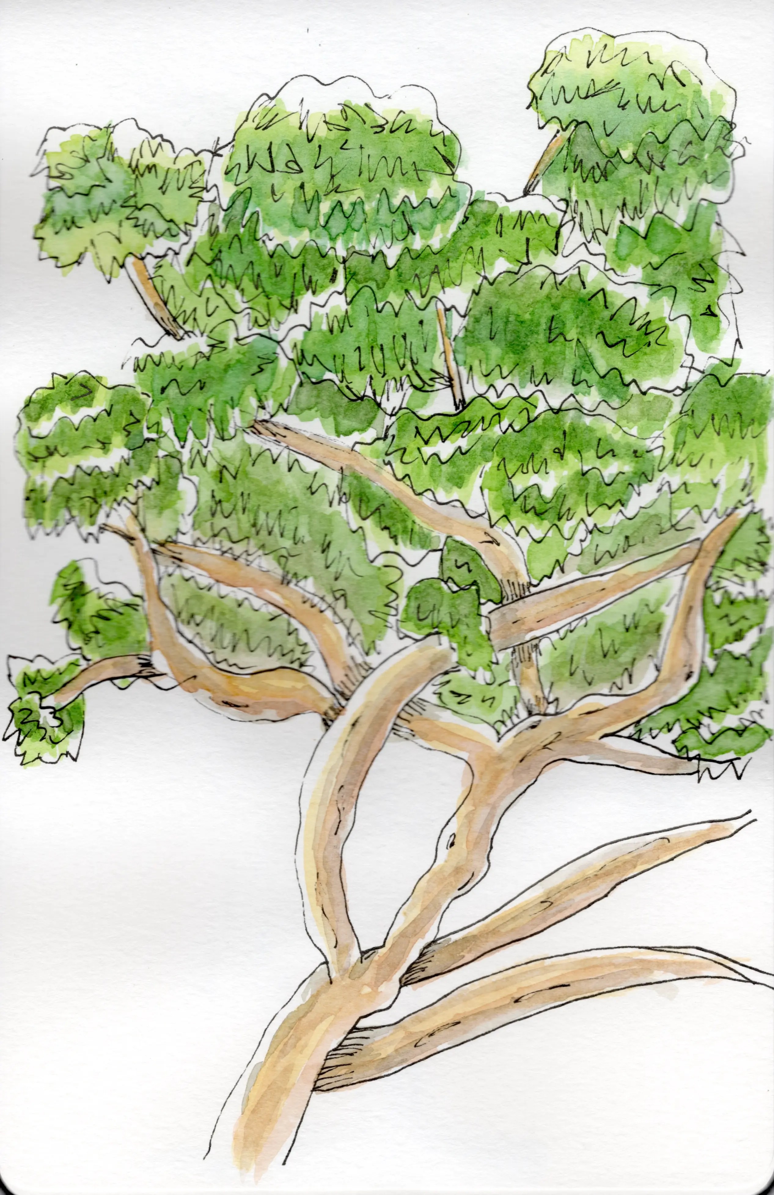 An ink and watercolour sketch of a Eucalyptus tree