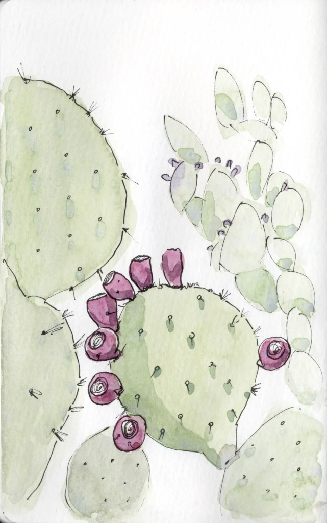 Watercolor illustration of green cactus pads with purple flowers and spines