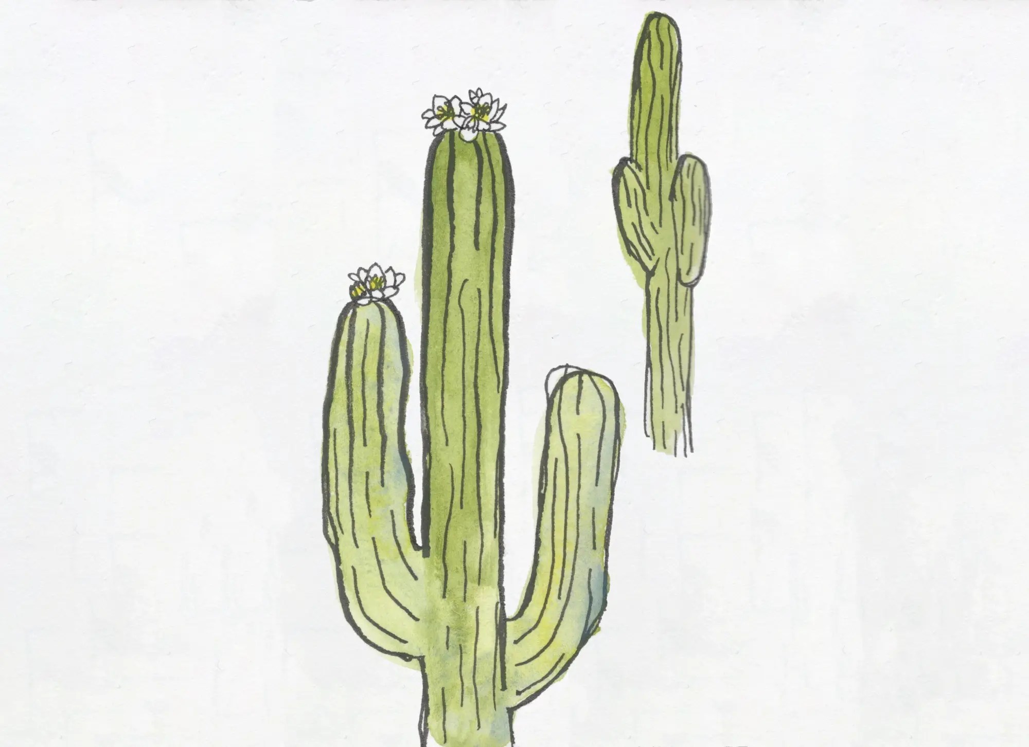 Extreme heat and desert plants in Phoenix