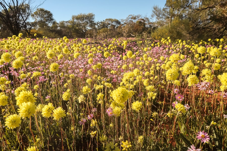 Australian wildflower identification app